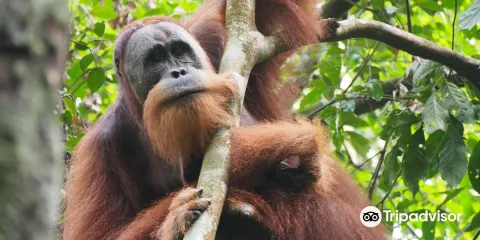 The Bohorok Orangutan Centre at Bukit Lawang