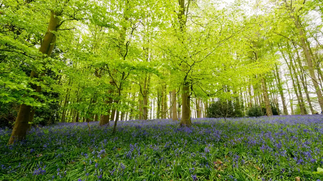 Hotels near Coton Manor Garden