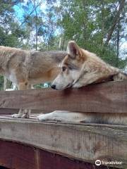 Garden Route Wolf Sanctuary