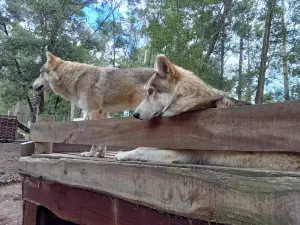 Garden Route Wolf Sanctuary