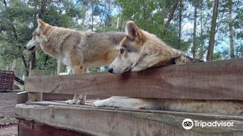 Garden Route Wolf Sanctuary