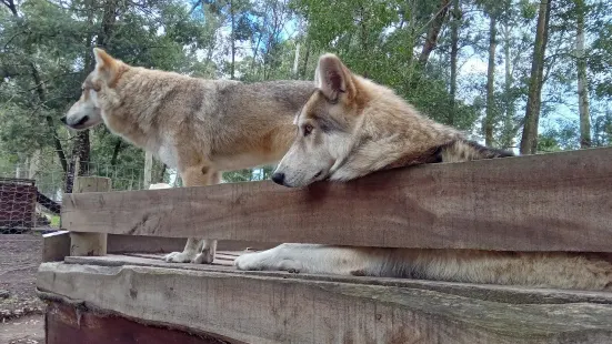 Garden Route Wolf Sanctuary