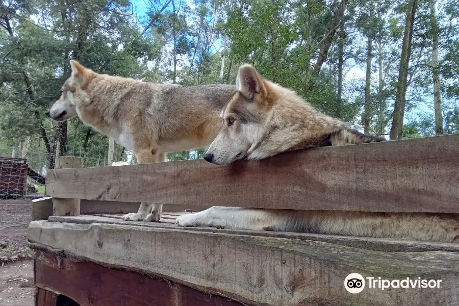 Garden Route Wolf Sanctuary