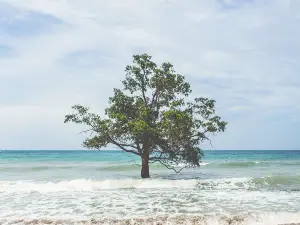 雅科島