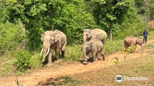 Elephant Freedom Village