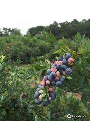 Carter Blueberry Farm