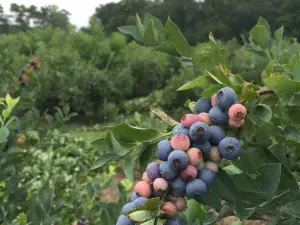 Carter Blueberry Farm