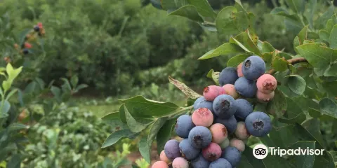 Carter Blueberry Farm