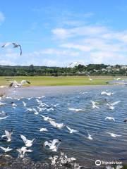 RSPB Hayle Estuary