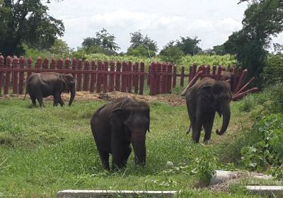 Elephantstay