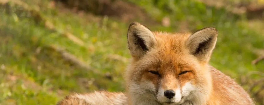 The Nature Reserve & Wildlife Park Goldau