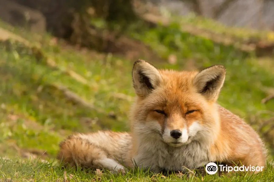 Nature and Animal Park Goldau