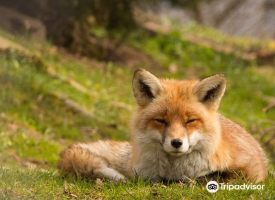 The Nature Reserve & Wildlife Park Goldau