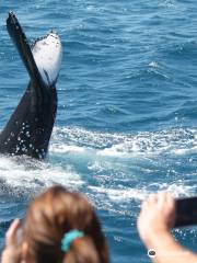 Boat Club Whale Watch & Adventure Cruises