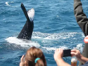 Boat Club Whale Watch & Adventure Cruises