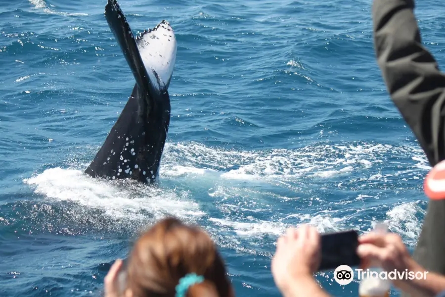 Boat Club Whale Watch & Adventure Cruises