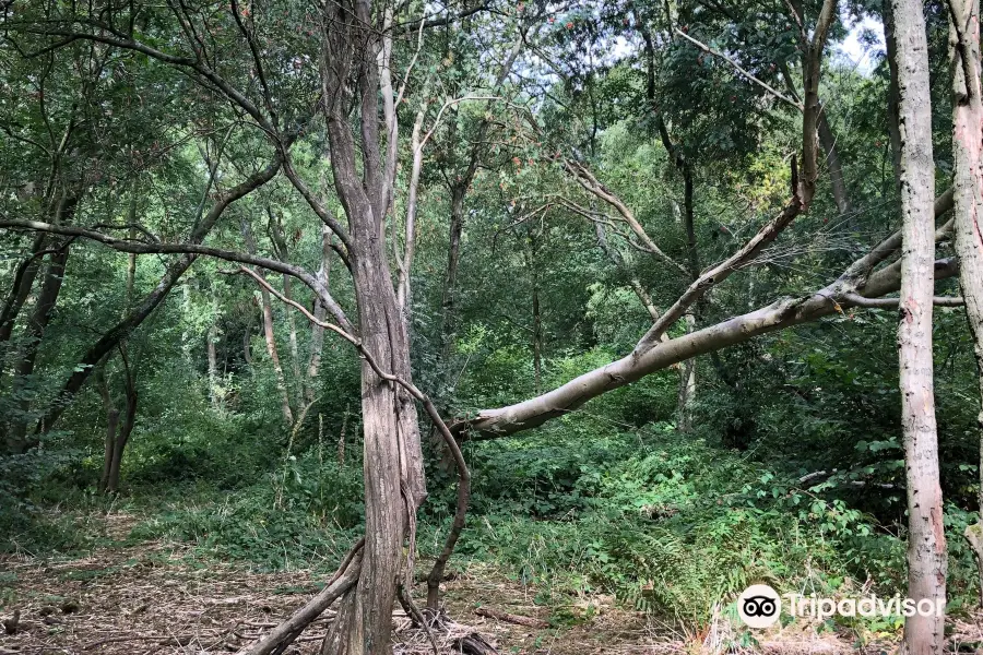 Millisons Wood Local Nature Reserve