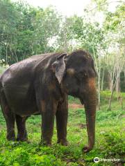 Great Memories Elephants Care Sanctuary Phuket