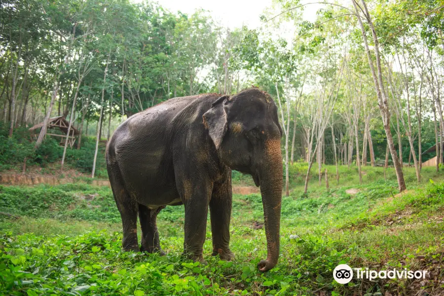 Great Memories Elephants Care Sanctuary Phuket