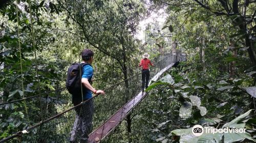 Mulu Skywalk