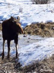 Wildlife Safari at Spring Creek Ranch - Private Trips