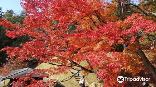 最上山公園もみじ山