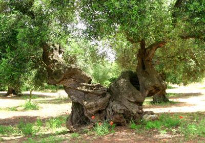 Azienda Zacheo - Oleovinicola GIZ s.r.l.