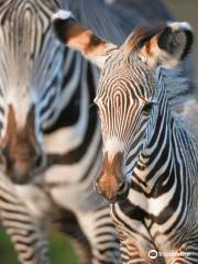 切斯特動物園