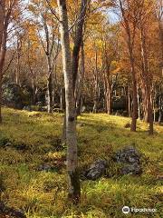 四國山嶽植物園・岳人の森