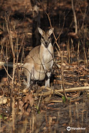 Mamukala Wetlands