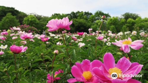 Peony Garden Tokyo in Tsukuba