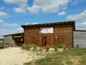 La Balade des Autruches