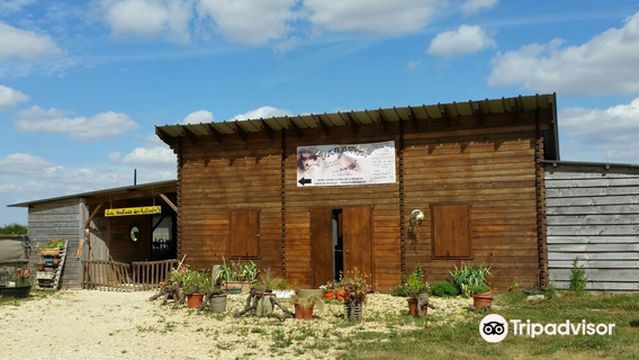 La Balade des Autruches