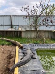 Critchlow Alligator Sanctuary