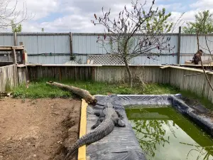 Critchlow Alligator Sanctuary