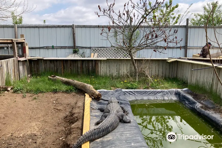 Critchlow Alligator Sanctuary