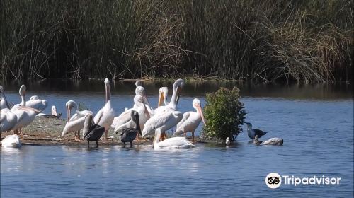 San Joaquin Marsh Wildlife Sanctuary