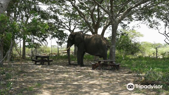 Tembe Elephant Park