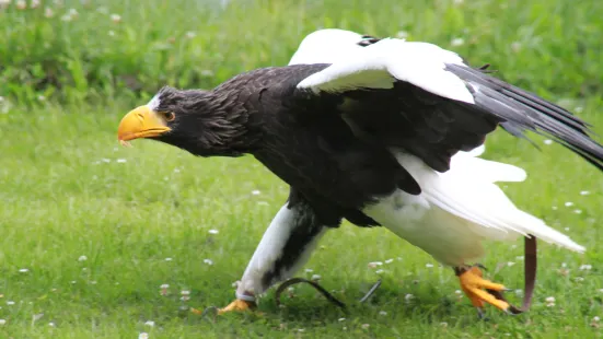 Ørnereservatet - Eagleworld