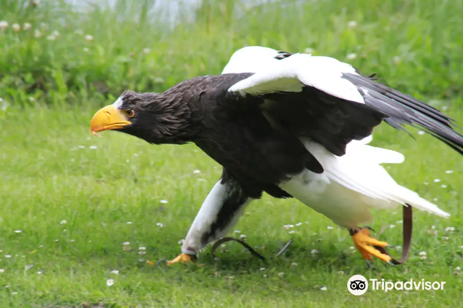 Ørnereservatet - Eagleworld