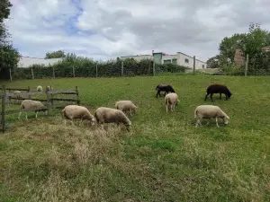 Kinderboerderij De Lenspolder