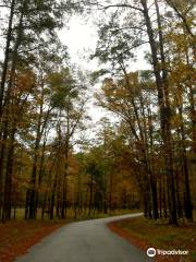 Davy Crockett National Forest