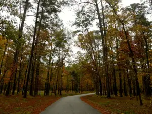 Davy Crockett National Forest