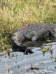 Instagator Airboat Rides