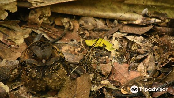 Analamazaotra Special Reserve