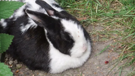 コシチュシュキ公園