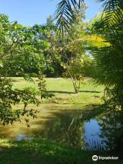 Bosque de Pterocarpus