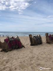 Port Macquarie Camel Safari's
