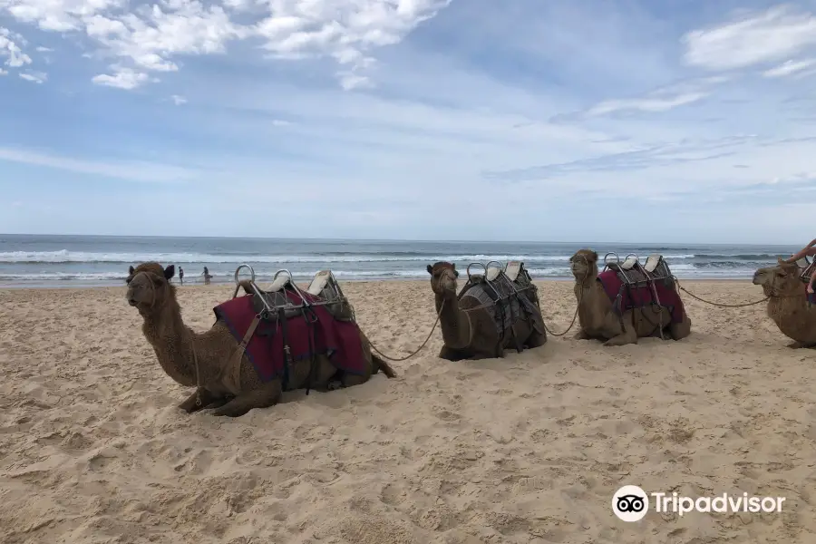 Port Macquarie Camel Safari's