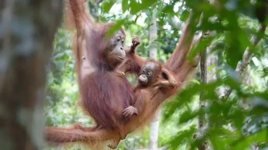 Orangutan Rainforest